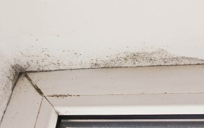 How to Identify a Mold Problem: 4 Ways to Spot Mold
